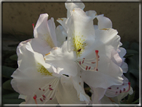 foto Fiori